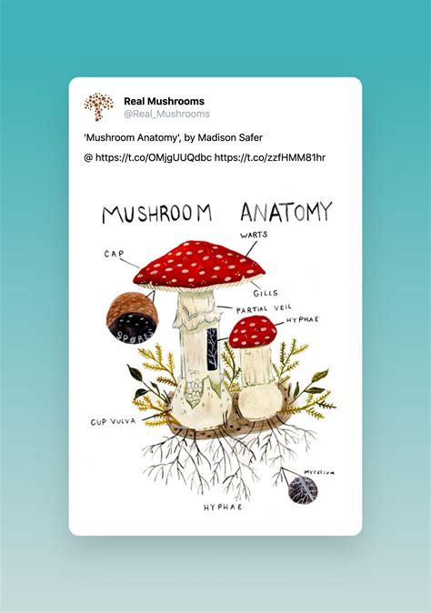 Mushroon magic bag
